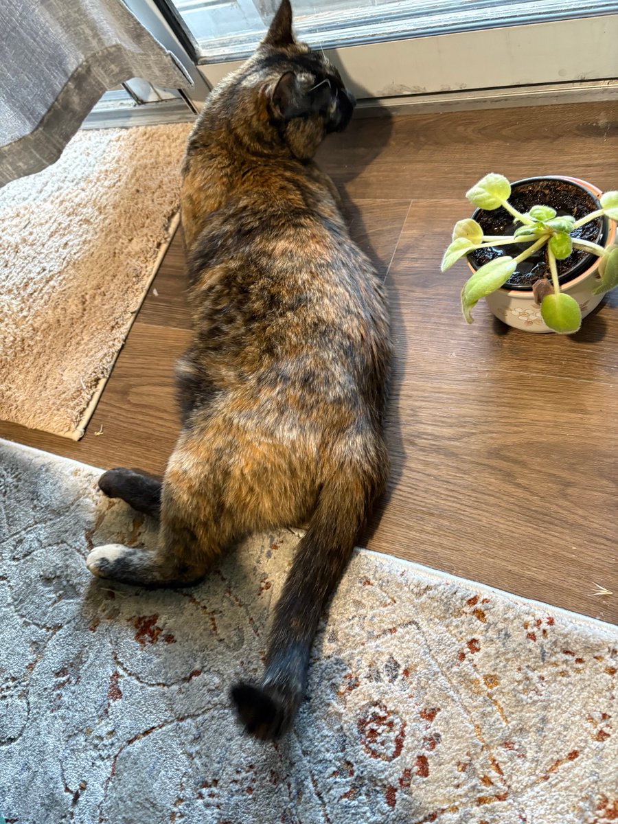 Funkyrobin's tweet photo. 甥っ子ちゃんの猫ちゃん。ニュージーランド🇳🇿に移住したいらしく、色々準備中の甥っ子ちゃん。甥っ子ちゃんが落ち着いたら猫ちゃんを届けに一緒に🇳🇿に行きましょうね、とお義母さんがワクワクしている… https://t.co/z9F48uF1H0