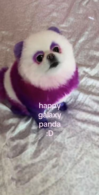 LizzySolll's tweet photo. BLOSSOM the Galaxy Panda 🐼🌌$Blossom
This Pomeranian that’s VIRAL for looking like she’s straight out of a sci-fi film, her owner Streams Blossom and is always showing her off as a baby panda.
ALMOST unreal people are sharing little panda plushies that resemble her. The GALAXY Panda is perfect, it’s super cute and memeable!
Posts;
https://t.co/phSYtLrcLC - 3m views
https://t.co/7v4zvtCT7j 1.6m views
https://t.co/xi0b1J6DzO 8m views