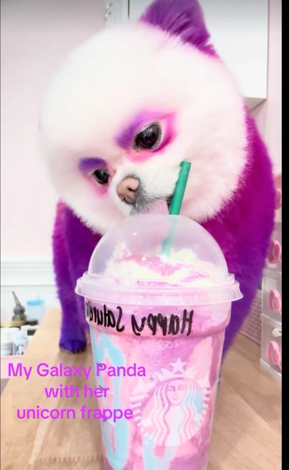 LizzySolll's tweet photo. BLOSSOM the Galaxy Panda 🐼🌌$Blossom
This Pomeranian that’s VIRAL for looking like she’s straight out of a sci-fi film, her owner Streams Blossom and is always showing her off as a baby panda.
ALMOST unreal people are sharing little panda plushies that resemble her. The GALAXY Panda is perfect, it’s super cute and memeable!
Posts;
https://t.co/phSYtLrcLC - 3m views
https://t.co/7v4zvtCT7j 1.6m views
https://t.co/xi0b1J6DzO 8m views