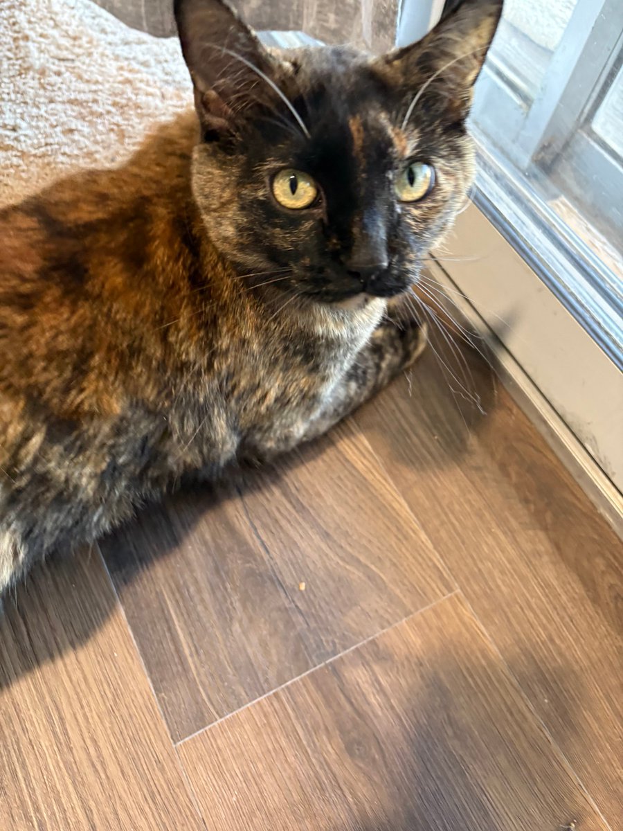 Funkyrobin's tweet photo. 甥っ子ちゃんの猫ちゃん。ニュージーランド🇳🇿に移住したいらしく、色々準備中の甥っ子ちゃん。甥っ子ちゃんが落ち着いたら猫ちゃんを届けに一緒に🇳🇿に行きましょうね、とお義母さんがワクワクしている… https://t.co/z9F48uF1H0