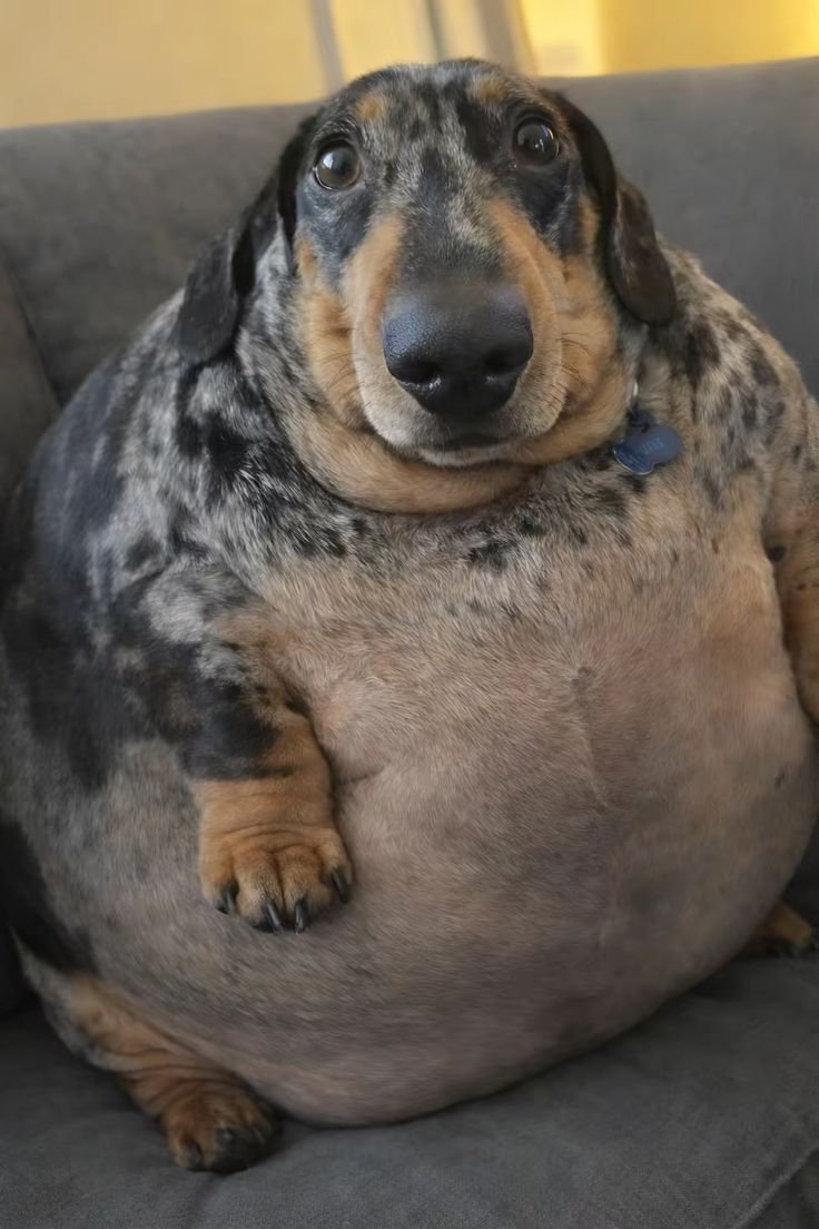 keloilz's tweet photo. peguei 1kg e 300g de comida logo após devorar um potao de pipoca com sazon, me sinto assim https://t.co/fpV4LdMZO0