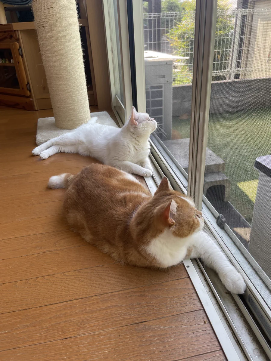 X-এ マロンとモンブラン: 