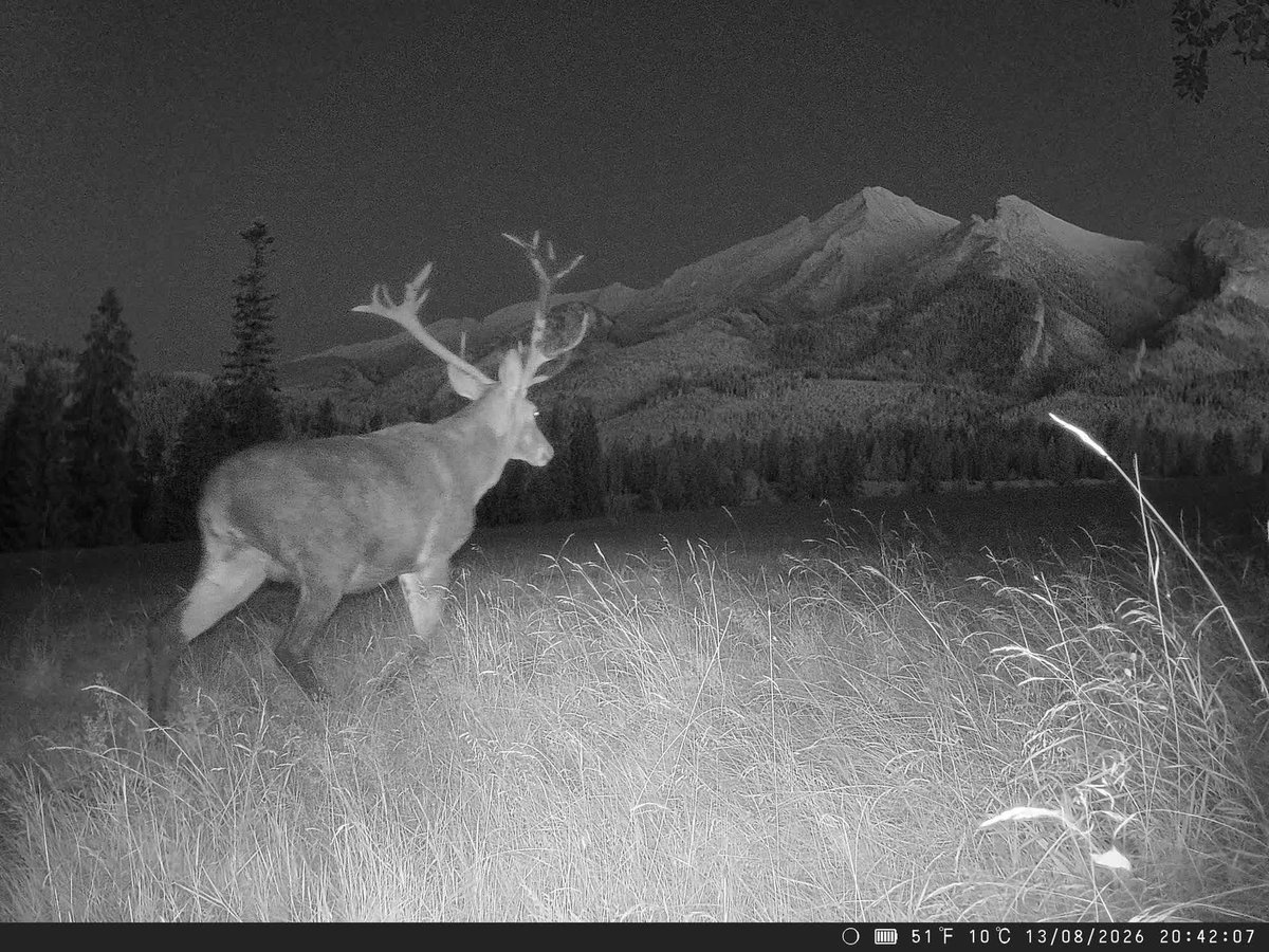 Trail_Cams's tweet photo. https://t.co/87wZftW7xy