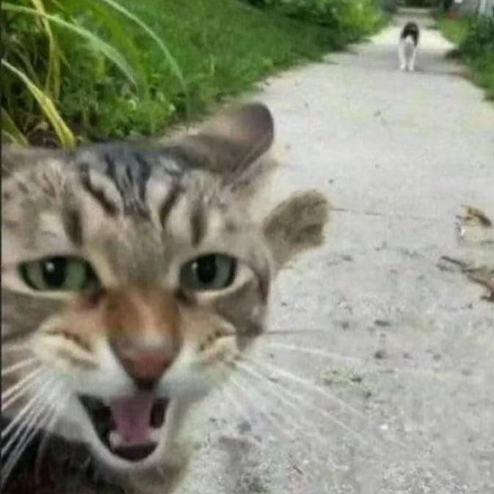 PunchingCat's tweet photo. https://t.co/D5O8gzsebX