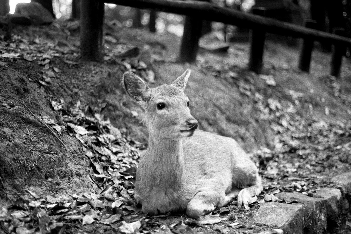 Darkside_photo_'s tweet photo. The Gentle Gaze
.
📸Olympus om2000 
🎞Ilfordhp5
.
A peaceful pause in nara park.
.
.
.
​#35mm ​#FilmPhotography #NaraPark
​#blackandwhitephotography #japantravel #bnw #nara #japan https://t.co/8d6DyFr0dc