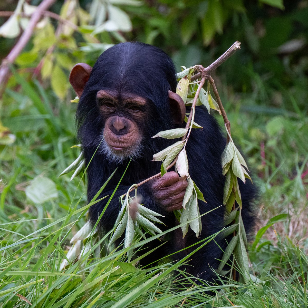 RussellMBaker's tweet photo. @chesterzoo Saturday morning https://t.co/m5SH6DNuwp