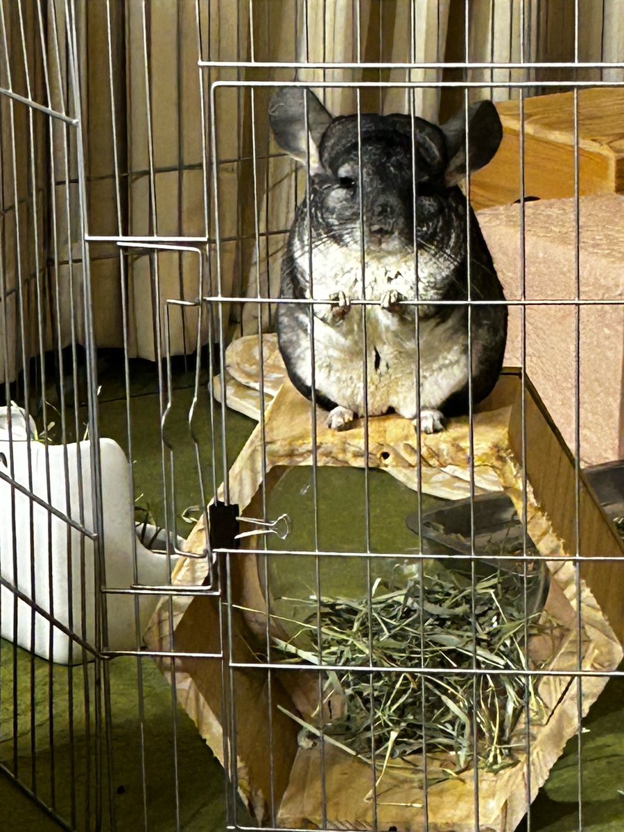 jhnoi's tweet photo. こんな顔して見られてると
クウニャン大好きだよーって
駆け寄ってしまいます　🤭 https://t.co/SPEPmFaWte