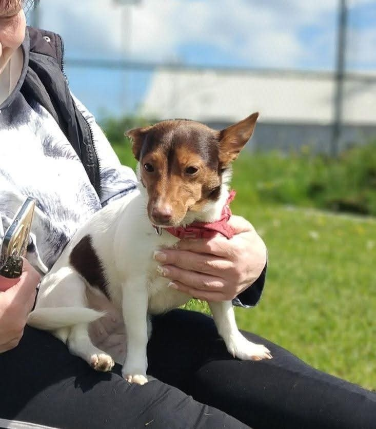 millypod1's tweet photo. 🆘15 AUG 2026 #Lost Kylo #ScanMe
Jack Russell Terrier Female
#NorthOrmesby #Middlesbrough #TS3
#NorthYorkshire #Yorkshire
She's a kind little dog doesn't bite, is abit nervous
https://t.co/ACIRTdSgKl https://t.co/sSOGrdgVuo
