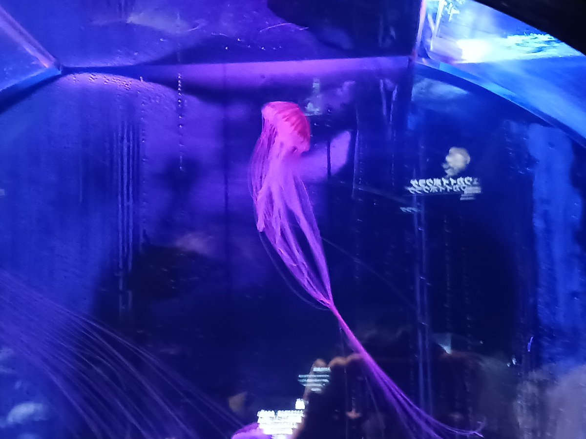 Purapusi's tweet photo. 水族館に行ったよ https://t.co/6B9DgTCBmt