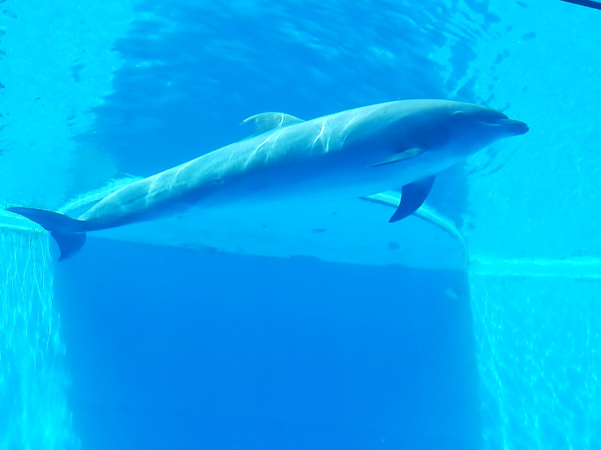 Purapusi's tweet photo. 水族館に行ったよ https://t.co/6B9DgTCBmt
