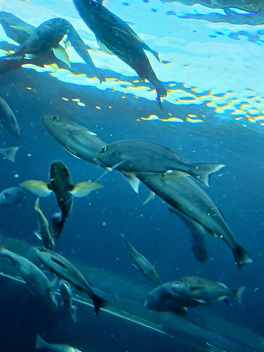 Purapusi's tweet photo. 水族館に行ったよ https://t.co/6B9DgTCBmt