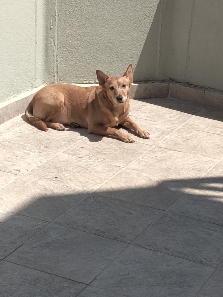 maratam5's tweet photo. ❤️❤️❤️❤️🐶 https://t.co/m6LZ4XcdgI