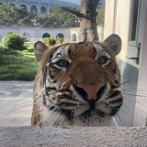 bigcatburger's tweet photo. Heloooooo can I get one burger with fries and a biiiiiig Dr pepper please https://t.co/RWsCxwlNGZ