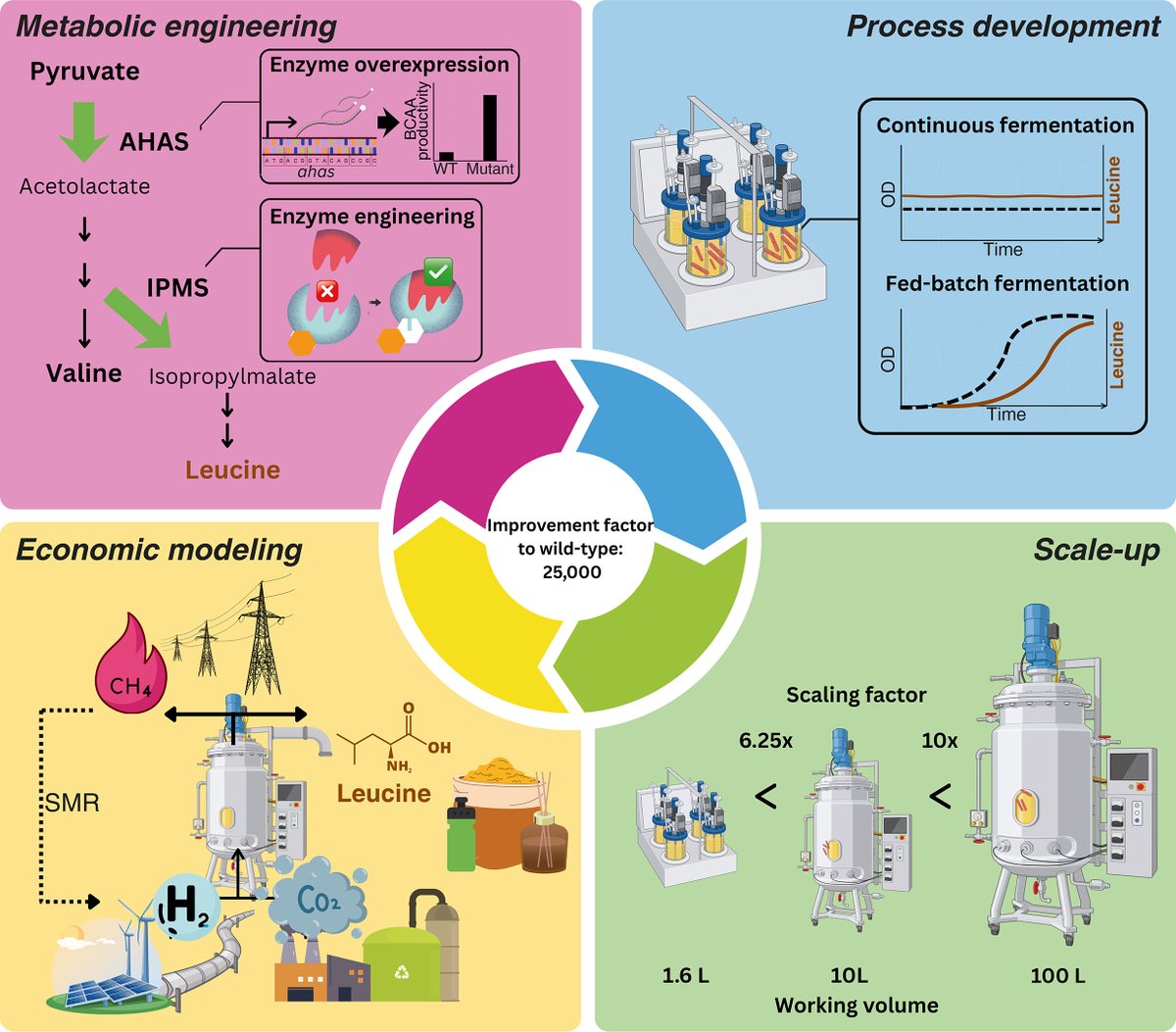 protasov_evgeni's tweet photo. A first-of-its-kind use of a #methanogen for leucine production!
The organism in question: Methanothermobacter marburgensis.
#biotechnology #methane #archaea #MetabolicEngineering
@TrendsinBiotech 
https://t.co/1t0ROKIayl https://t.co/GxF9dCD5p9