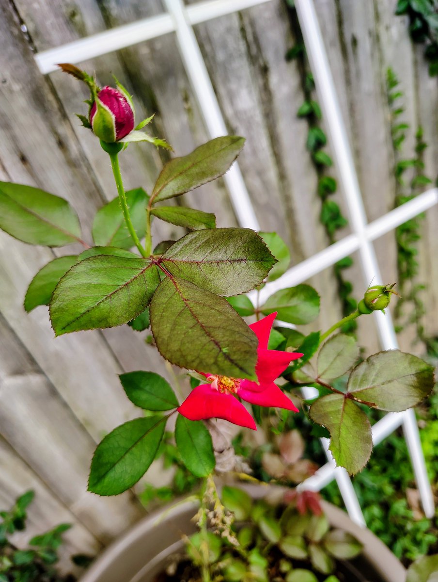 DeejHoneyDrop's tweet photo. Through it all, she blooms again! ;) #rose #SundayBlessing #SundayMusings #friendshare #summer2026 luvs ๐ซ @Christina44296 ๐๐๐ https://t.co/C336sFn2gI