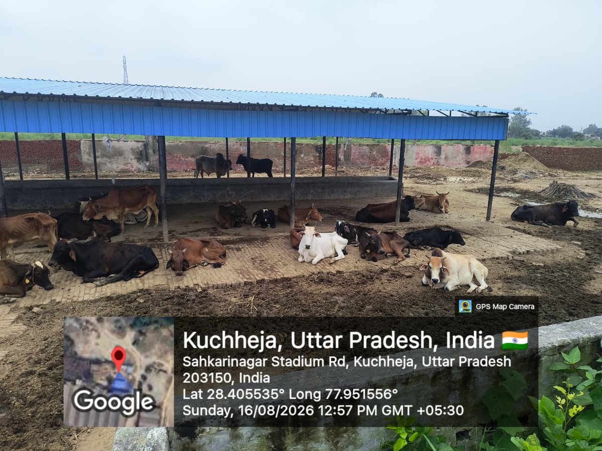 CdoBulandshahr's tweet photo. ब्लॉक बुलन्दशहर में गौशालाओं का स्थलीय निरीक्षण कर व्यवस्थाओं का जायजा लिया। गोवंशों के बारिश से बचाव, जलभराव की स्थिति, स्वच्छ पेयजल, हरा चारा व भूसे की उपलब्धता सुनिश्चित करने, CCTV को कंट्रोल रूम से जोड़ने तथा कमियों के तत्काल निस्तारण के निर्देश। #गौसेवा https://t.co/dxWDhXcby4