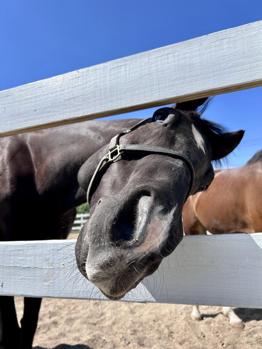 RoseGardenLuna's tweet photo. Captured a series of cool moments with this beautiful horse today
Every glance is filled with strength, freedom, and a unique spirit
Through my lens, I’m preserving this precious moment and the beauty of nature and life https://t.co/0dlt5UNbTa