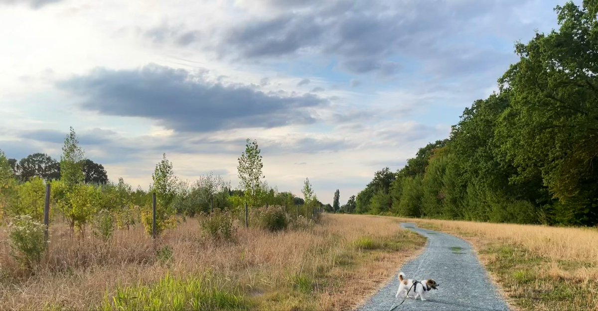 Ingepalmd's tweet photo. Kozen, 19u14

#vrtweer #jackrussell #avondwandeling #droogte #geenfilter https://t.co/o0Tivb6fzc