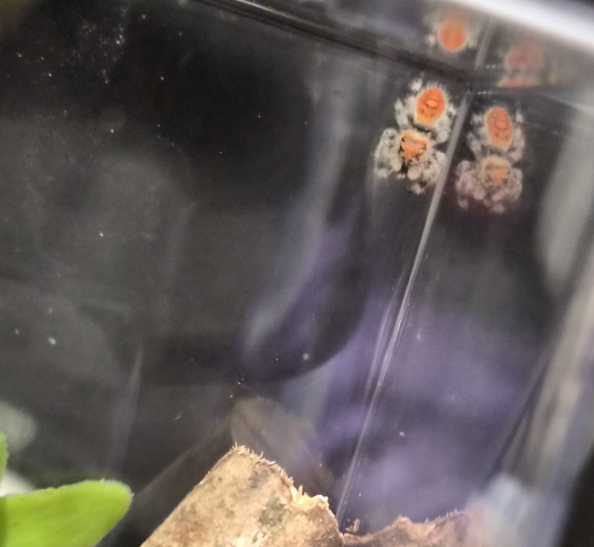 ImFICI's tweet photo. Tiktok made me get her I swear... https://t.co/KXq6IJXZy9