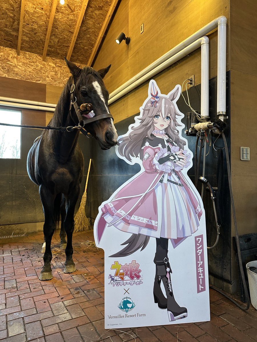 dailyuma09's tweet photo. Real life Wonder Acute and Transcend with cutouts of their game counterparts at Versailles Resort Farm! https://t.co/6ePmOTT16S