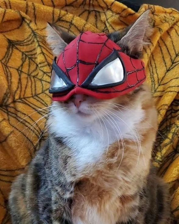 PunchingCat's tweet photo. https://t.co/wXYNjq9ZUr