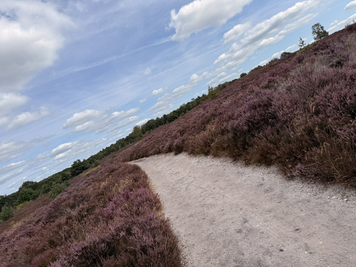 MoniqueM1966's tweet photo. Zondag! 
Op de Sallandse Heuvelrug 💜 https://t.co/3o6XlPmusX