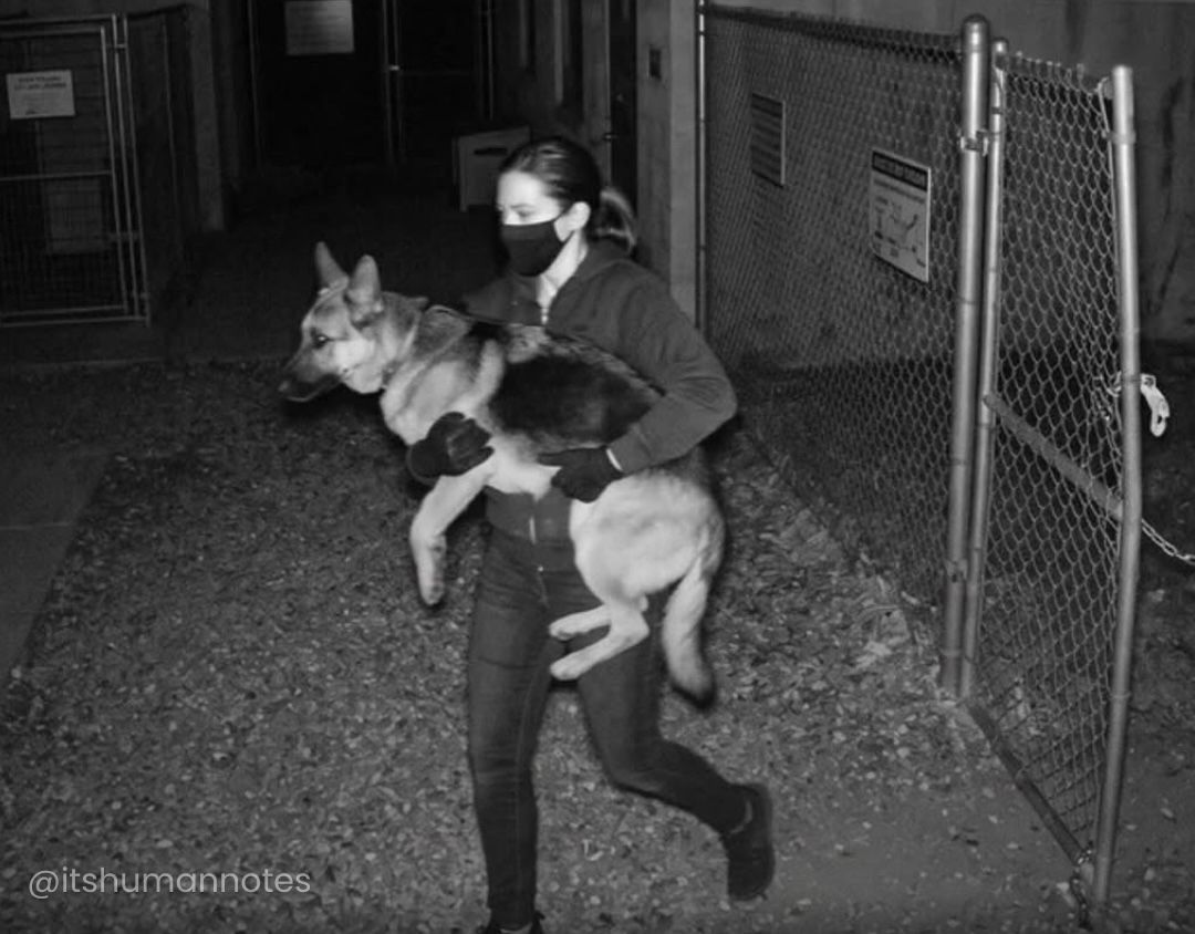 martn3ws's tweet photo. Uma australiana invadiu um abrigo de animais durante a madrugada para salvar seu pastor-alemão. O ex-companheiro havia entregue o cachorro escondido para ser sacrificado, e ela descobriu tudo poucas horas antes da eutanásia https://t.co/bHIPSvDJ1G