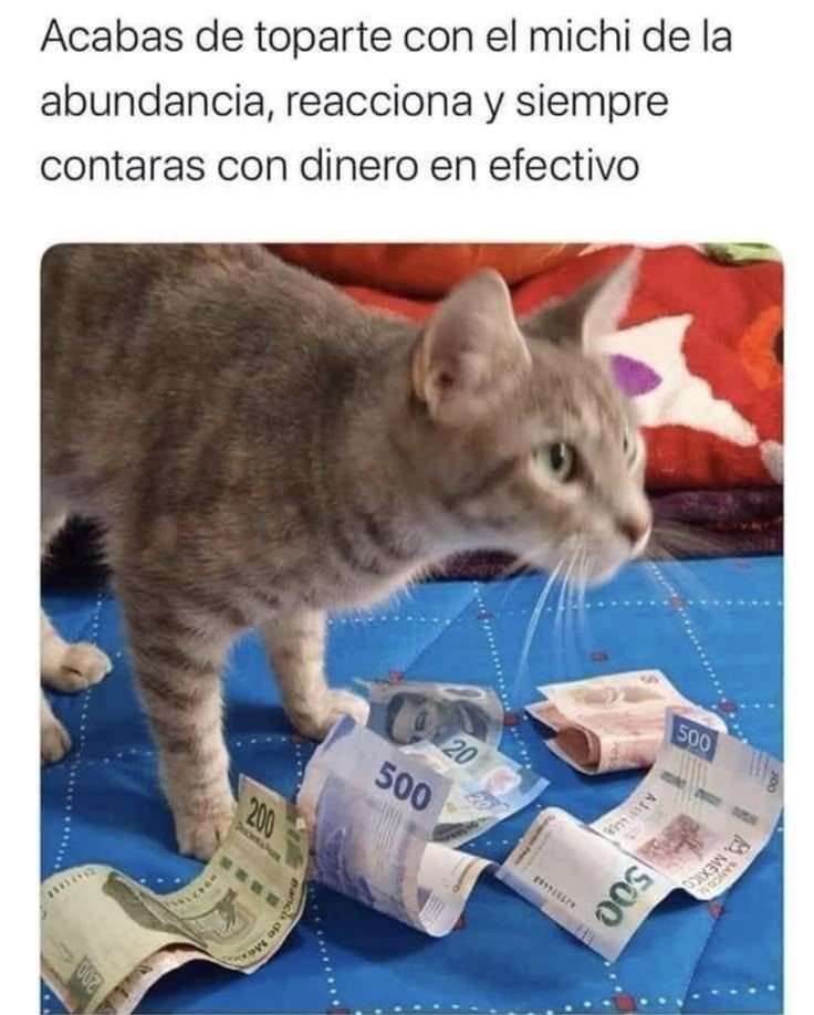 xnanuski's tweet photo. No pierdan la oportunidad del michi de la abundancia https://t.co/Wv8YcwUrKa