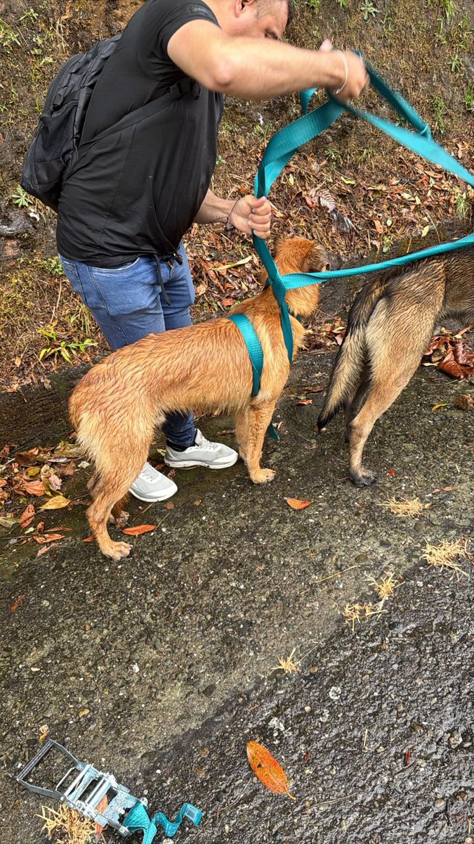 unamarcelita's tweet photo. 🚨🚨
Encontramos estos perros perdidos llegando a Filandia Quindío. Se llevaron a la Estación de tránsito y transporte que queda en la primera entrada de Filandia. https://t.co/GrH2gBOwww