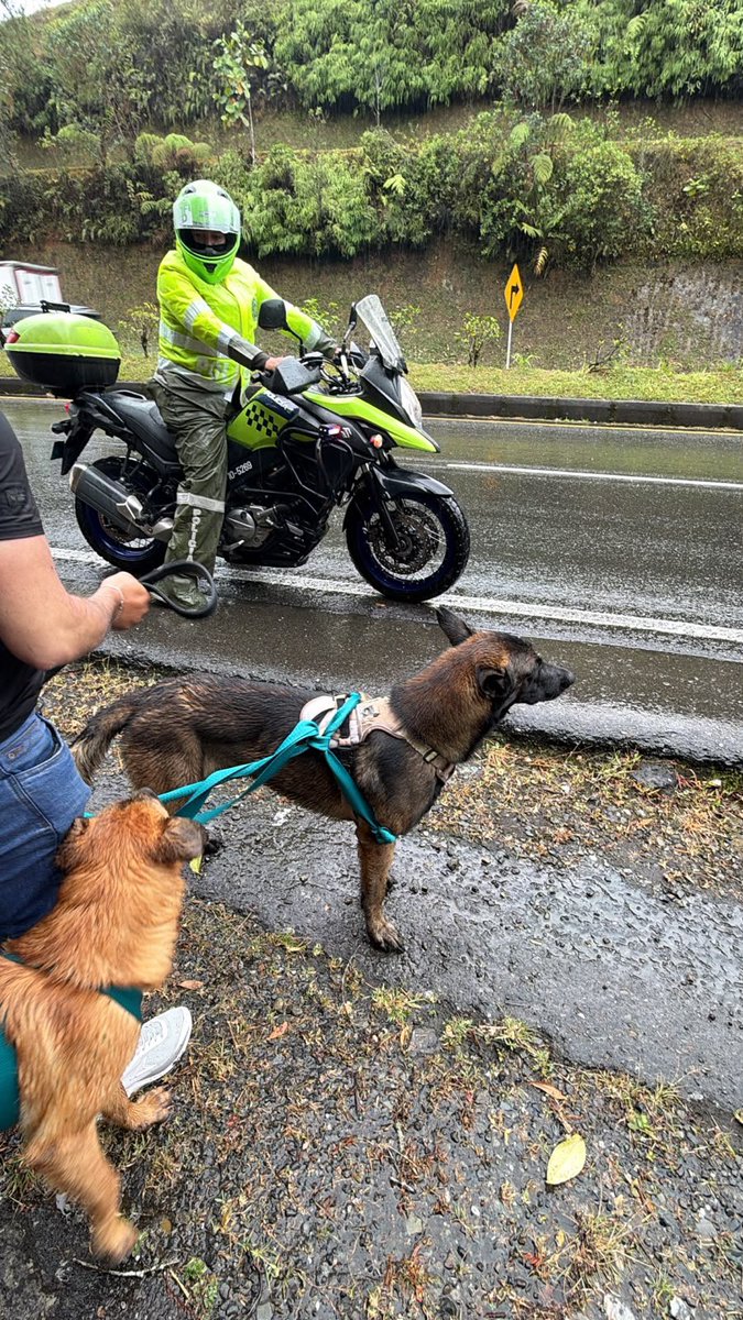 unamarcelita's tweet photo. 🚨🚨
Encontramos estos perros perdidos llegando a Filandia Quindío. Se llevaron a la Estación de tránsito y transporte que queda en la primera entrada de Filandia. https://t.co/GrH2gBOwww