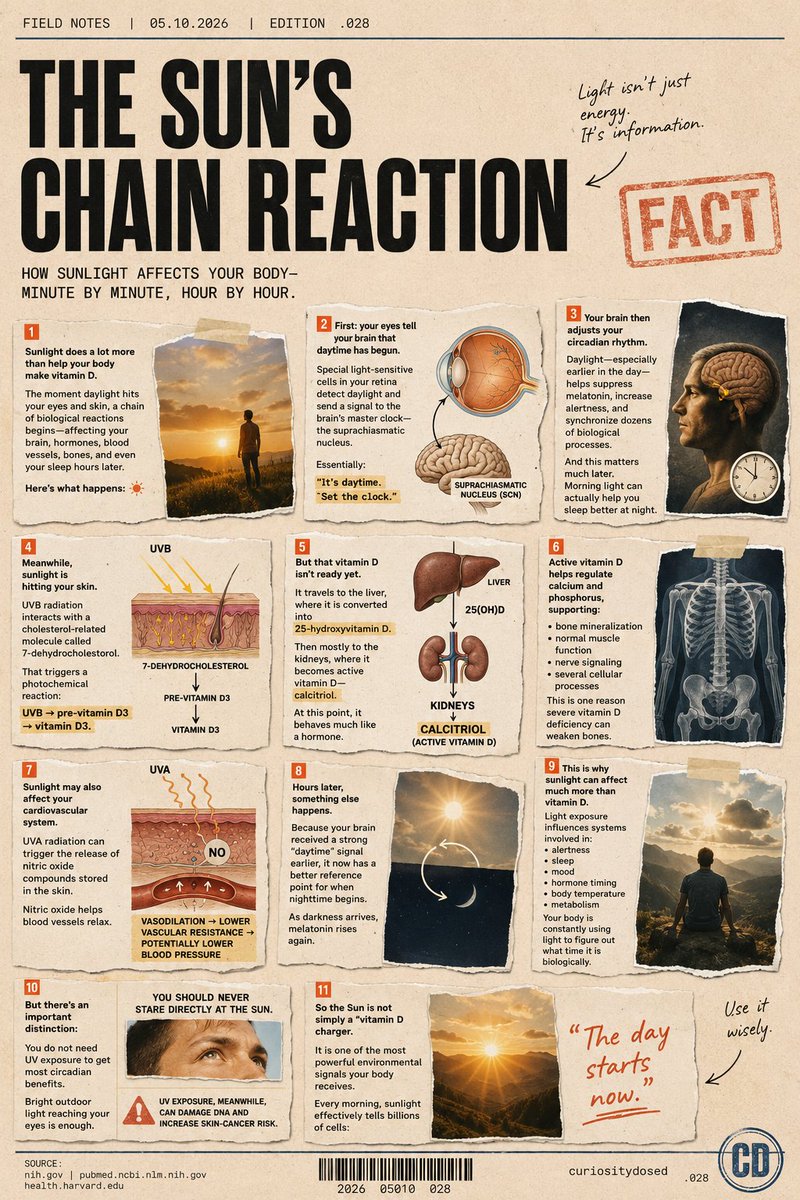 curiositydosed's tweet photo. 1/🔺 The instant sunlight reaches you, a hidden chain reaction begins inside your body.

The moment daylight hits your eyes and skin, a chain of biological reactions begins, affecting your brain, hormones, blood vessels, bones, and even your sleep hours later.

Here’s what happens: ☀️🧵