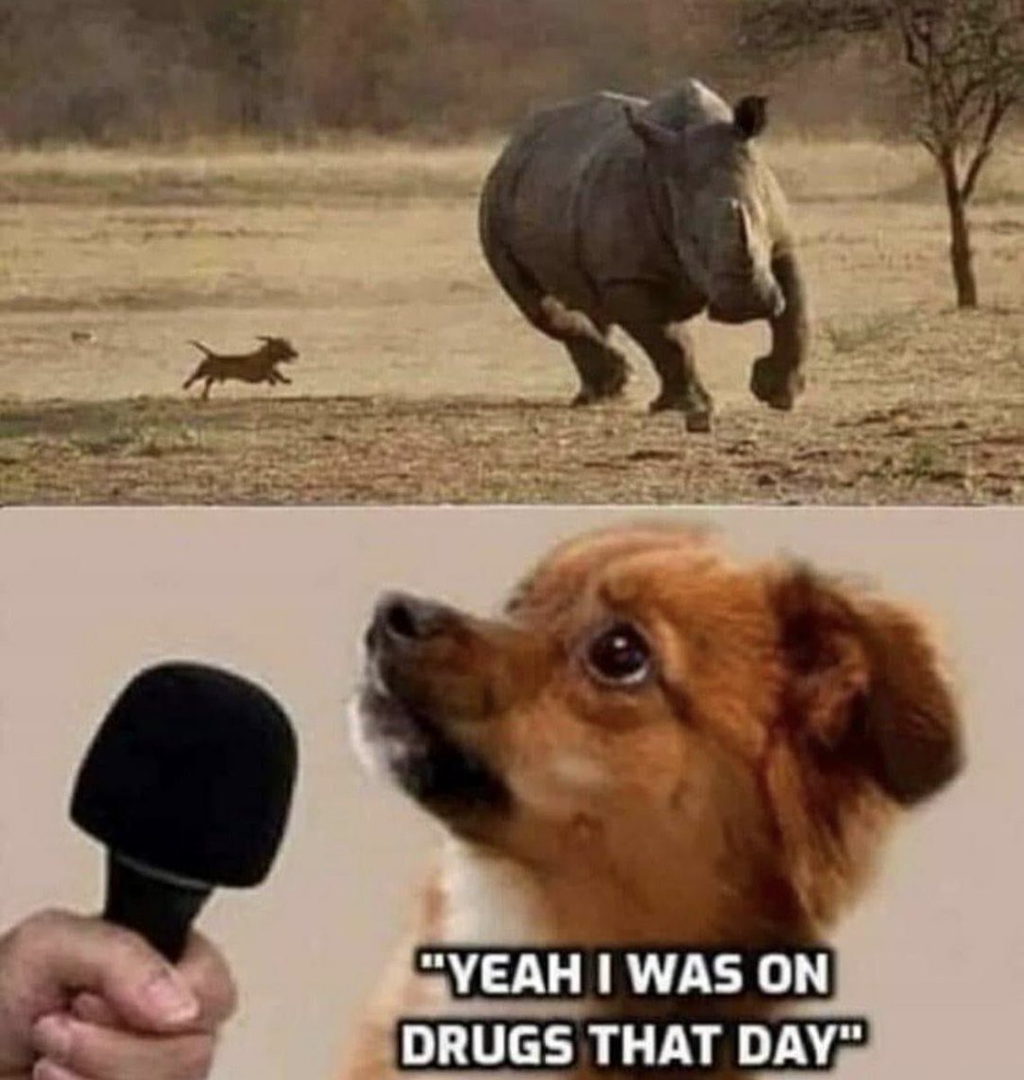 ThePapaManDave's tweet photo. 🦏 https://t.co/9kBdmACdjJ