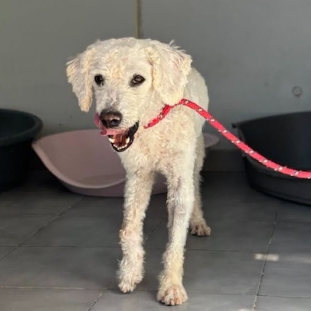 SosAbuelos1's tweet photo. Solo #MÁLAGA
#RUFO tiene 9 años. Viene de una vida en familia, pero por circunstancias... ya no puede seguir con ella

Es un abuelete vital y enérgico. ¡Muy alegre! y sociable con todos sus compañeros

¿Le das una oportunidad?

Ref-  25268

Contacto: Modulog@protectoramalaga.com https://t.co/svzNPAqopo