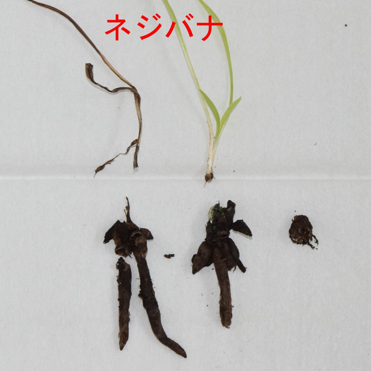 okopuu597's tweet photo. 適当に腐らせた発酵ベラボンの効果 https://t.co/KQUYPLfp7z