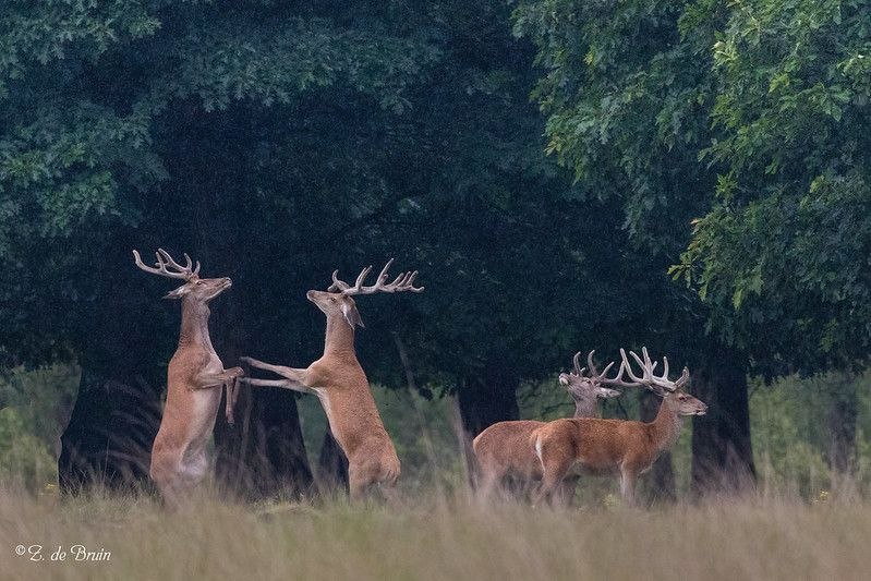 Deerpostss's tweet photo. The boys are fighting again.... https://t.co/ZinzEzETNL