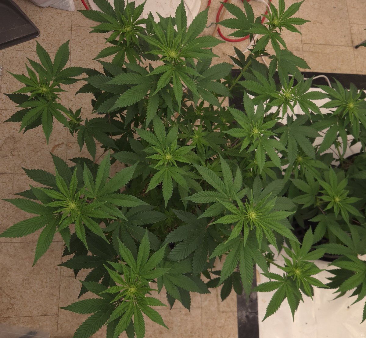kclightup's tweet photo. These 2 Dark Passenger from @RomulanJake are looking pretty nice!!! They are ending day 13 of flower.
#FuckCancerCrew #growyourown #GetScreened https://t.co/kEvOgIvgOI