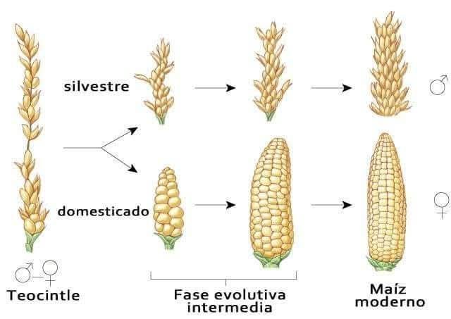 histohonduras's tweet photo. Esta es la evolución genética del Maíz. En la Cueva del Gigante en el departamento de La Paz, Honduras, se encuentran evidencias desde hace 10,000 años del consumo de este alimento. 

Gracias a nuestros campesinos y la selección de semilla es que podemos degustar de este delicioso alimento.

¡Bendito sea el Maíz y sus derivados!
