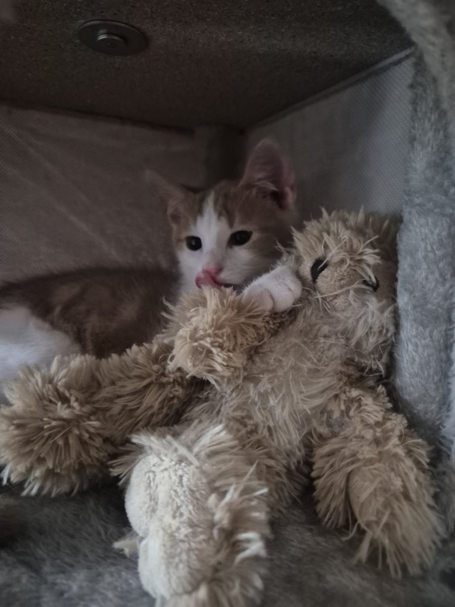 ghuzts's tweet photo. I got a kitty 🥹his name is pepsi🥹 https://t.co/xvxU14N9R6