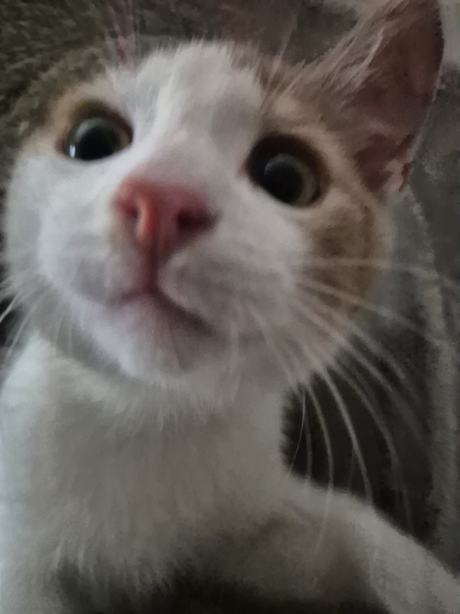 ghuzts's tweet photo. I got a kitty 🥹his name is pepsi🥹 https://t.co/xvxU14N9R6