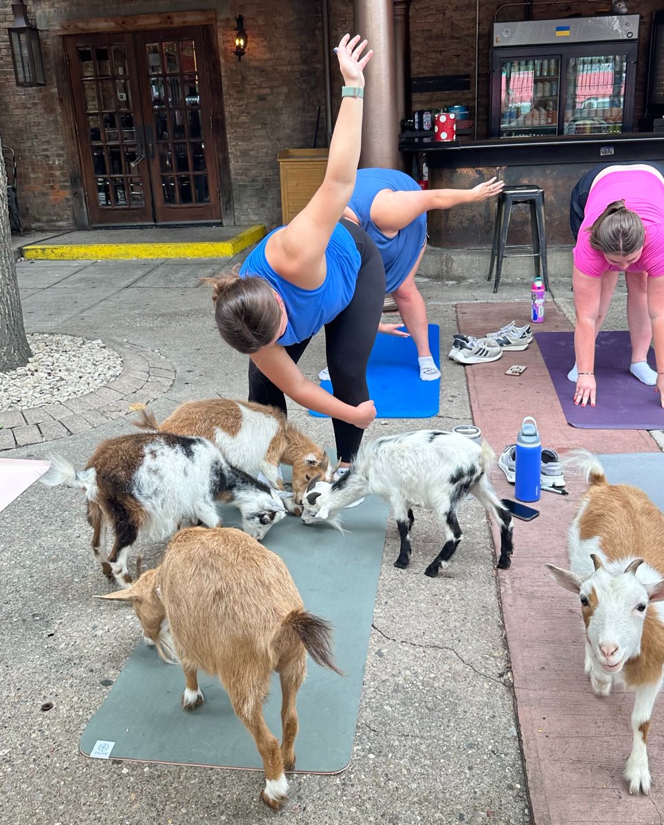 RosedaleOTR's tweet photo. The cutest workout in OTR is back 🧘‍♀️🐐
Join us next Sunday at noon for Goat Yoga! Expect baby goats, plenty of laughs, and a complimentary mimosa to top it off. https://t.co/4GKBVUbQT9
