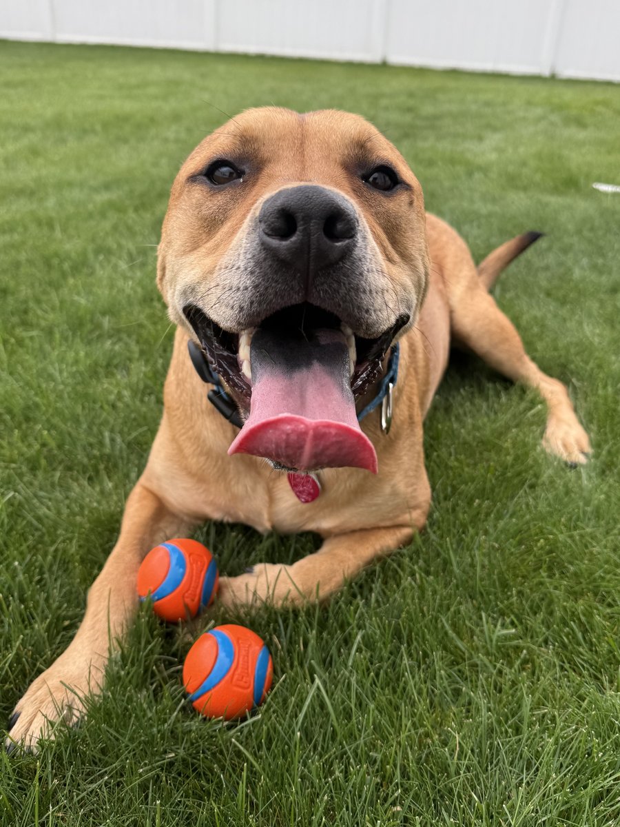 AnimalLeague's tweet photo. 🎾💙 Meet Kevin (#G28326) 💙🎾

Kevin is only 3 years old, but heartbreakingly, he's never had a family to call his own.

After being rescued from Georgia in February 2024, Kevin has spent more than two years waiting for the life every dog deserves. While countless other dogs have found their forever homes, Kevin is still watching and waiting, hoping someone will finally choose him.

Recently, Kevin had the chance to experience life outside the shelter in a foster home and he absolutely blossomed! He settled in beautifully, never had a single accident in the house, and showed everyone just how adaptable, loving, and eager to learn he truly is. It was a glimpse of the dog Kevin has always been beneath the stress of shelter life.

Now Kevin is back at our Adoption Center, and while he's handling it the best he can, we know where he truly belongs. He deserves soft beds, peaceful evenings instead of barking dogs, and a family to come home to every day.

Kevin is a big, goofy sweetheart with an endless love for tennis balls (he somehow manages to carry multiple at once 😂🎾), a passion for fetch, and a heart that's just waiting to give itself completely to someone special. Once he trusts you, his whole body wiggles with happiness, and his loyalty is unmatched.

Kevin would thrive with an experienced adopter who understands larger dogs and is ready to give him the patience, structure, and love he's been waiting his entire life to receive.

Please don't let Kevin spend another year growing up in a shelter. Visit him at our Port Washington, NY Adoption Center and give this incredible boy the chance he's been dreaming of. 🏡💙

#GetYourRescueOn #Adopt
