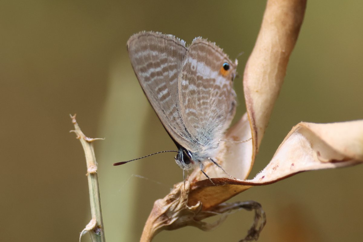 ChristopherTea1's tweet photo. Managed to see the Long-tailed Blue at Seaton this afternoon, landed a few times only briefly. @savebutterflies https://t.co/enZptho1I4