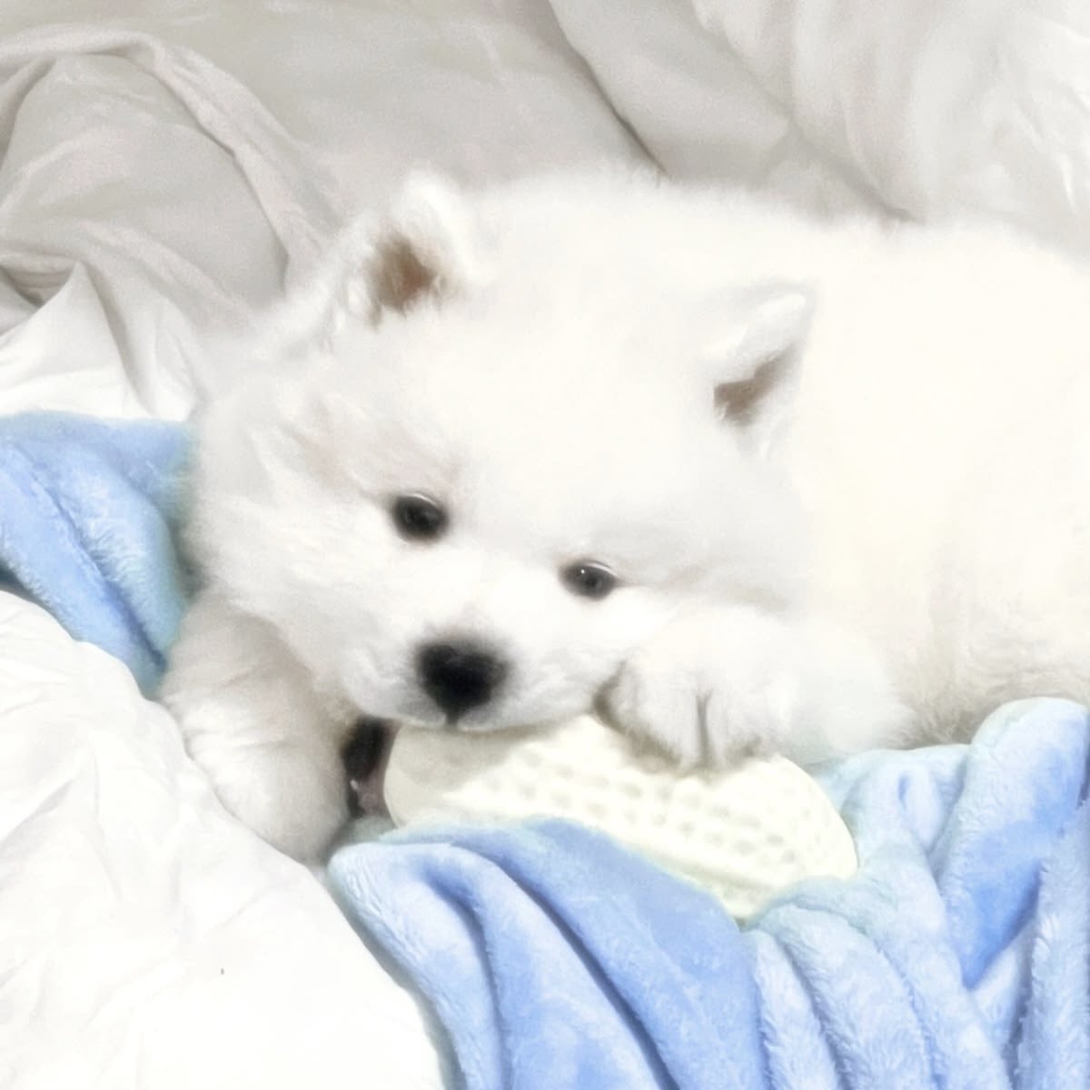 pupmorolll's tweet photo. :¨ ·.· ¨:
 `· . INTRODUCTION ˎˊ˗
.ᐟ https://t.co/hbAJSVk7NJ .ᐟ

   i’m mei | she/her | 19
    𑣲 lowk a puppygirl
   𑣲 -17 dni ++ basic dni…!
i 𑣲 luv mlp, anime, &amp; bunnies

૮₍ • ˕ • ₎ა
  / > interact 2 be moots
{#promotwt #moothunt #everythingtwt} https://t.co/tTGwCIk0Kc