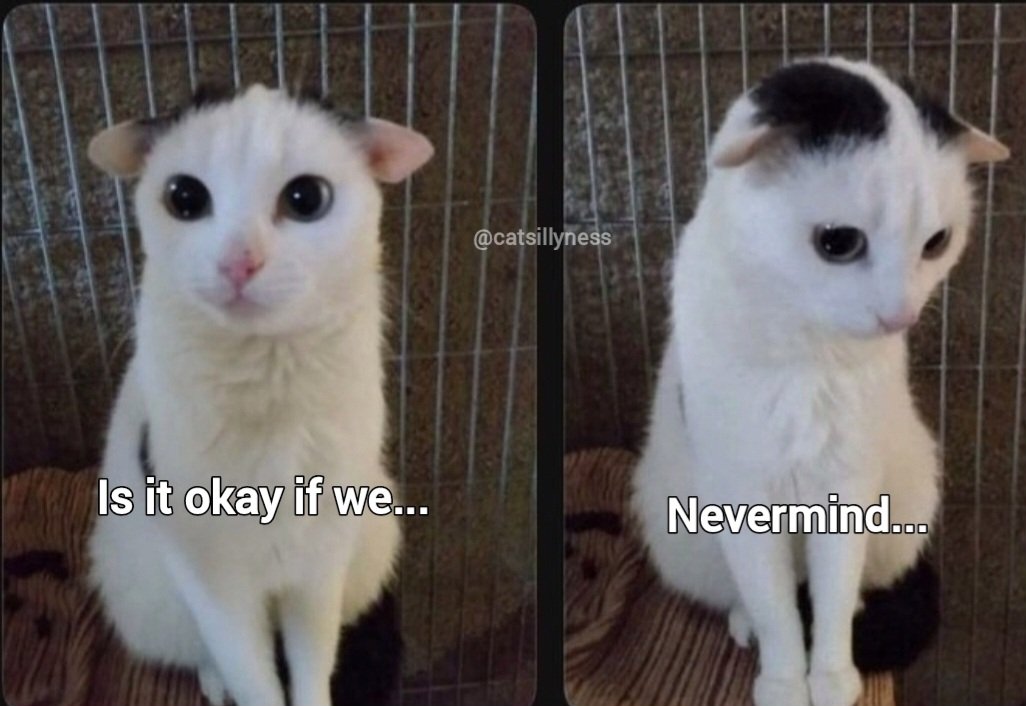 Catsillyness's tweet photo. Nevermind 🥺 https://t.co/B9oUMFZe4j