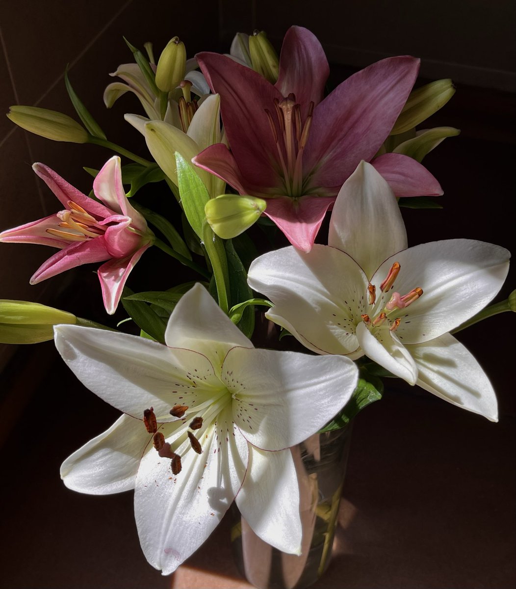 dk5__'s tweet photo. I love these flowers
I adore lilies https://t.co/uNZuswJ5GQ