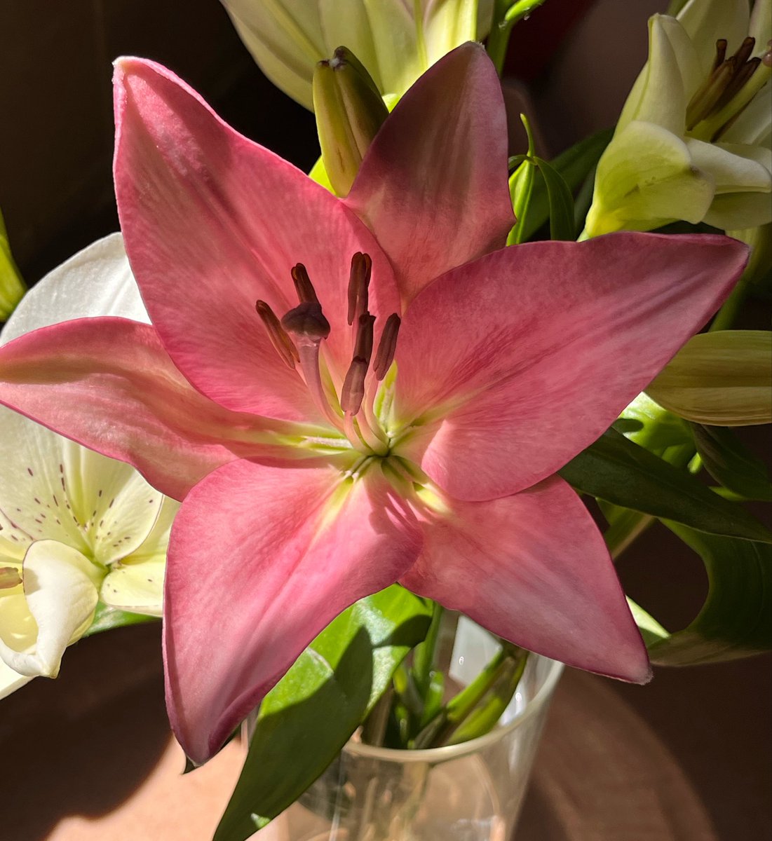 dk5__'s tweet photo. I love these flowers
I adore lilies https://t.co/uNZuswJ5GQ