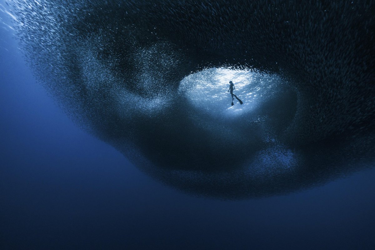 Nature_Beauty11's tweet photo. The eye of the ocean storm
#Ocean #SeaLife #Nature #SardineRun #Diving #BreathHolding #Freediving #EpicShot #TwitterNature https://t.co/rzPkgSGWSP