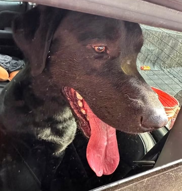 Disaster_Zones's tweet photo. #SpokaneFires 

Found Pup:

Found off of Francis St. Please share to help find owner, T.Y! 

#Spokane #Washington https://t.co/Vn7JsxUoUb