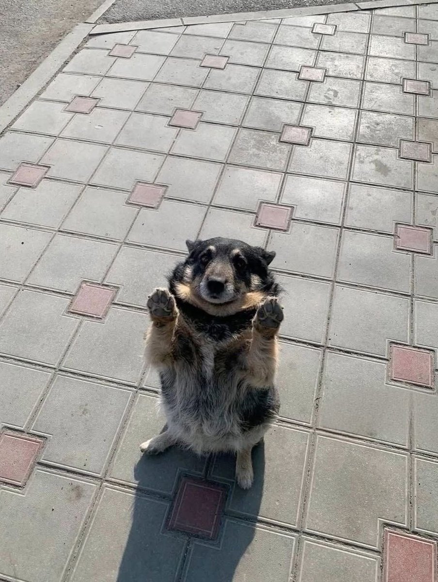soupy1122's tweet photo. i throw my paws up in the air sometimes! sayin ayyyoo gotta let go! https://t.co/qBBt1bT6qm