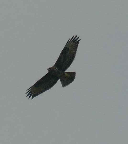 miichaelwave's tweet photo. went to visit a bee-eater colony, they were way too high for a pic but recorded audio! also saw some nice prey birds there :D https://t.co/CAaYXjdgWr